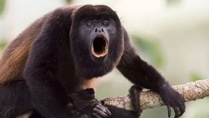 എത്ര ഒച്ചയുണ്ടോ അത്രയും പൗരുഷമുണ്ടെന്ന സങ്കൽപം തെറ്റ്; കുരങ്ങുകളുടെ ലൈംഗികശേഷിയെക്കുറിച്ച് പുതിയ പഠനം..