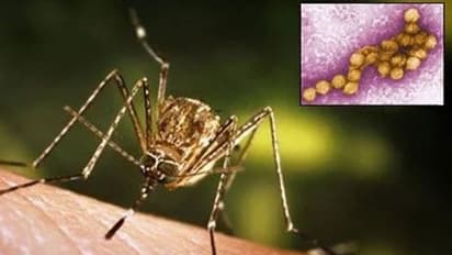 West Nile Fever: ಕೇರಳಕ್ಕೆ ಜ್ವರ ಬಂದ್ರೆ, ಕರ್ನಾಟಕಕ್ಕೆ ಶೀತ ಆಗುತ್ತೆ: ಏನಿದು ವೆಸ್ಟ್ ನೈಲ್ ಆತಂಕ!