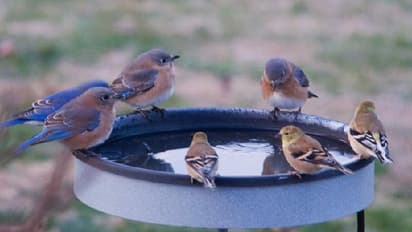 ವಲಸೆ ಬಂದ ಹಕ್ಕಿಗಳಿಗೆ ತುತ್ತಿನ ವ್ಯವಸ್ಥೆ