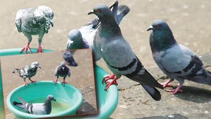 ನೀರಿಲ್ಲದೇ ಜೀವ ಬಿಡುತ್ತಿವೆ ಪಕ್ಷಿಗಳು!