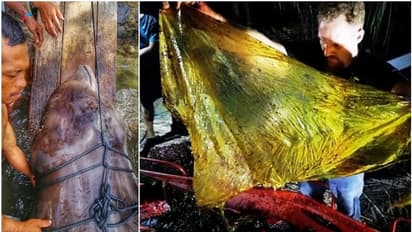 ചത്ത തിമിംഗലത്തിന്റെ വയറില് നിന്ന് പുറത്തെടുത്തത് 40 കിലോ പ്ലാസ്റ്റിക്ക്