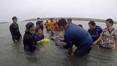 ಸಮುದ್ರ ತಟಕ್ಕೆ ತೇಲಿ ಬಂತು ತಿಮಿಂಗಿಲ: ಹೊಟ್ಟೆ ಸೀಳಿದಾಗ ವಿಜ್ಞಾನಿಗಳಿಗೇ ಶಾಕ್!