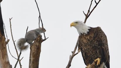 എന്നോടാ കളി... ഈ ഫോട്ടോയിലെ താരം പരുന്തല്ല, അണ്ണാനാണ്