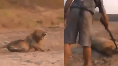 മനുഷ്യരെന്തു കൊണ്ടാണ് ഇത്ര ക്രൂരനാവുന്നത്? കിടന്നുറങ്ങുന്ന സിംഹത്തിനെ വെടിവച്ചുകൊന്ന ആ വേട്ടക്കാരന് ആരാണ്?