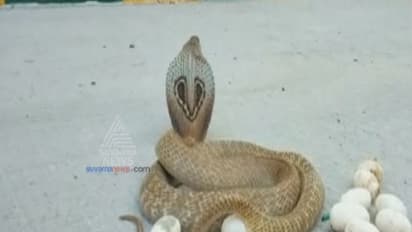 ಪ್ರಕೃತಿ ವಿಸ್ಮಯ! ನಡುರಸ್ತೆಯಲ್ಲೇ 14 ಮೊಟ್ಟೆಯಿಟ್ಟು ಅಚ್ಚರಿ ಮೂಡಿಸಿದ ನಾಗಿಣಿ