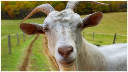 ಸ್ವಿಗ್ಗಿ, ಜೊಮ್ಯಾಟೊ ಮಾದರಿಯಲ್ಲಿ ಕುರಿ ಮಾಂಸವೂ ಮನೆ ಬಾಗಿಲಿಗೆ!