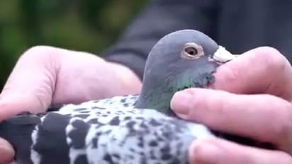 9.7 ಕೋಟಿಗೆ ಸೇಲಾಯ್ತು ಈ ಪಾರಿವಾಳ!: ಖರೀದಿಗಾಗಿ ನಿಂತಿದ್ರು ಕ್ಯೂ!