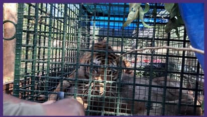 മനുഷ്യനിലേക്ക് തിരിഞ്ഞത് കാഴ്ച നഷ്ടമായതോടെ; പിടിയിലായ കടുവയ്ക്ക് കൈകാലുകളില് ഗുരുതര പരിക്ക്