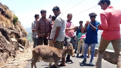 72 പുതിയ അതിഥികള്‍; ഇരവികുളം വിനോദസഞ്ചാര കേന്ദ്രം വീണ്ടും തുറന്നു