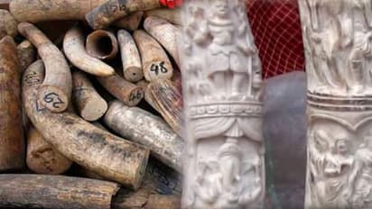 ഇടമലയാര് ആനക്കൊമ്പ് കേസ്: പ്രതികളുടെ സ്വത്ത് കണ്ടുകെട്ടി, 79.23 ലക്ഷം രൂപയുടെ സ്വത്ത്