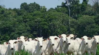 गायें ही धरती को मरुस्थल बनने से रोकती हैं