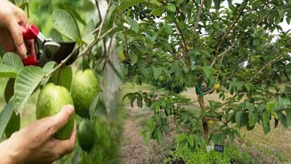 ಸೀಬೆ ಮರಕ್ಕೂ ಇದೆ ವಾಸ್ತುವಿನ ನಂಟು...