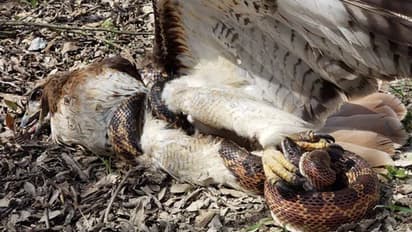 ಕ್ಯಾಮರಾದಲ್ಲಿ ಸೆರೆಯಾಯ್ತು ಹಾವು ಗಿಡುಗನ ಕಾಳಗ: ಜೀವನ್ಮರಣದ ಹೋರಾಟದಲ್ಲಿ ಗೆದ್ದವರಾರು?