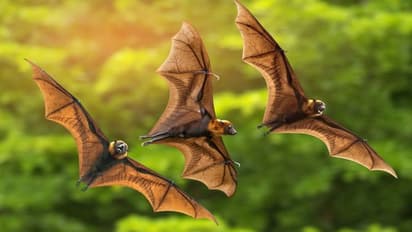 ICMR study detects presence of coronaviruses in two Indian bat species