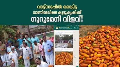 പുതിയ കൃഷിരീതി, കുറഞ്ഞ പരിചരണം, മികച്ച വിള; വാട്ട്സാപ്പില് മൊട്ടിട്ട കൂട്ടുകൃഷിക്ക് നൂറുമേനി വിളവ്!