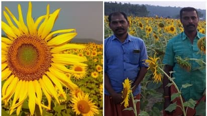 വയനാട്ടിലും പൂത്തുലഞ്ഞു സൂര്യകാന്തി ശോഭ; യുവകര്ഷകരുടെ വിജയം