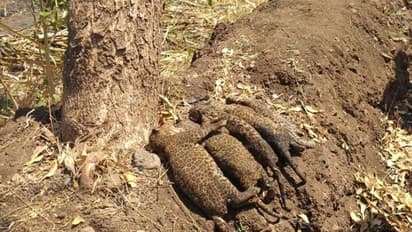 పాముందని పొలానికి నిప్పు: ఐదు చిరుత పిల్లలు సజీవదహనం