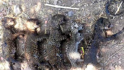 പാമ്പിനെ തുരത്താൻ കരിമ്പിൻ തോട്ടത്തിന് തീയിട്ടു; ഒടുവിൽ വെന്തമർന്നത് അഞ്ച് പുലി കുഞ്ഞുങ്ങള്