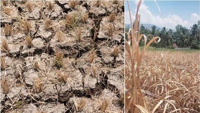 വെള്ളമൊഴിച്ചിട്ടും കാര്യമില്ല; കടുത്ത വേനലിൽ കരിഞ്ഞുണങ്ങി മറയൂരിലെ പച്ചക്കറിക്കൃഷി