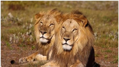 കണ്ടാമൃഗ വേട്ടക്കാരനെ ആന കൊന്നു, മൃതദേഹം സിംഹം തിന്നു; കിട്ടിയത് തലയോട്ടിയും പാന്റ്സും!