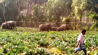 ആറളം ഫാമിലെ ജനവാസ കേന്ദ്രത്തിൽ നാട്ടുകാരെ വിറപ്പിച്ച് 14 കാട്ടാനകള്