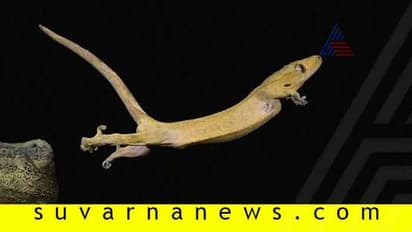 ಹಲ್ಲಿ ಮೈ ಮೇಲೆ ಬಿದ್ದರೆ ಶುಭವೇ? ಅಶುಭವೇ?