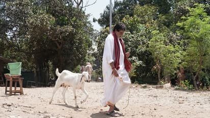 ಎಲ್ಲರನ್ನು ಬಿಟ್ಟು ಮೇಕೆ ಜೊತೆ ವಾಕ್ ಮಾಡ್ತಾರೆ ಬಿಗ್ ಬಿ!