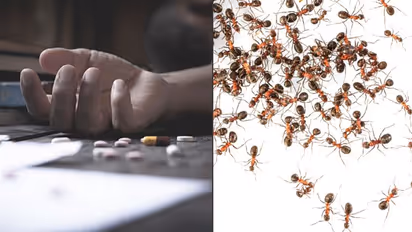 Murder mystery: Mumbai-based writer dies in Bengaluru; ants eat up corpse