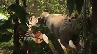 വര്‍ക്കലയില്‍  ഉത്സവത്തിനെത്തിച്ച ആന  പാപ്പാനെ കുത്തിക്കൊന്നു