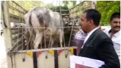 ഉടമസ്ഥൻ ആര്; പശു കോടതിയിലേയ്ക്ക് !!