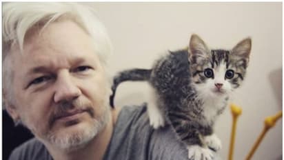 അസാന്‍ജിന്റെ പൂച്ച എവിടെ; ആശങ്കയോടെ ആരാധകര്‍