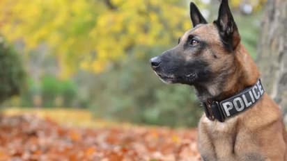 పోలీస్ ఆఫీసర్ వికృత చేష్టలు: పోలీస్ కుక్కపై అత్యాచారం, వీడియో