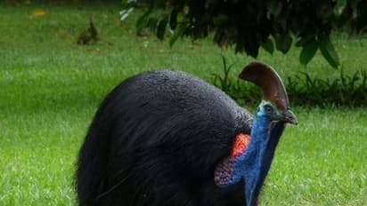Cassowary: The bird dangerous to humans, is endangered