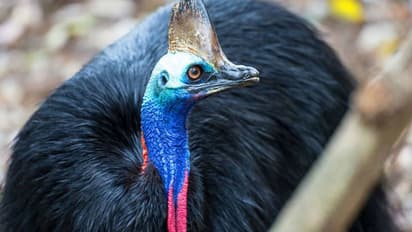 ഉടമയുടെ ജീവനെടുത്ത പക്ഷി; ലോകത്തിലെ ഏറ്റവും അപകടകാരികളില് ഒരാള്!