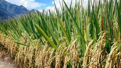 বাংলার ঐতিহ্যবাহী এই উৎসব পালিত হয় অগ্রহায়ণ মাসে, জেনে নিন এই উৎসবের তাৎপর্য