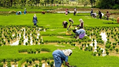 ಮುಂಗಾರು ಕ್ಷೀಣ; ರೈತರಲ್ಲಿ ಮತ್ತೆ ಆತಂಕ