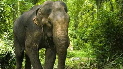 Elephant picks up man defecating in open, runs around with him