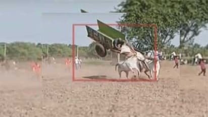 గాలిలో ఎగిరిన ఎడ్ల బండి