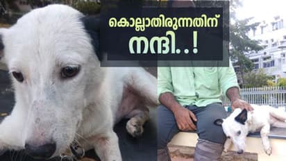 അന്ന് ദയാവധത്തിന് വിധിക്കപ്പെട്ട കുട്ടു, ഇന്ന് ഉശിരനാണ്..!