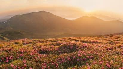 আনলক ৩ পর্বে ঘুরতে চলুন ভ্যালি অফ ফ্লাওয়ার্সে, তবে থাকতে হবে কোভিড পরীক্ষার রিপোর্ট