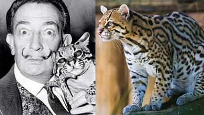 കൂട്ടിന് കുള്ളന് പുലി, പിന്നെ, പിരിയന് മീശ; സാല്വദോര് ദാലി താങ്കളെന്താണ് ഇങ്ങനെ?