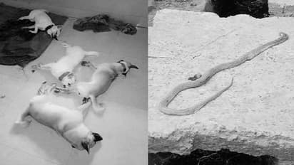 ಮಾಲೀಕನನ್ನು ಸರ್ಪದಿಂದ ಕಾಪಾಡಿ ಜೀವ ಬಿಟ್ಟ 4 ನಾಯಿಗಳು!