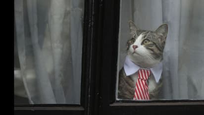 എവിടെയാണ് അസാന്ജിന് ഏകാന്തതയില് അഭയമേകിയ 'എംബസിക്യാറ്റ്'?