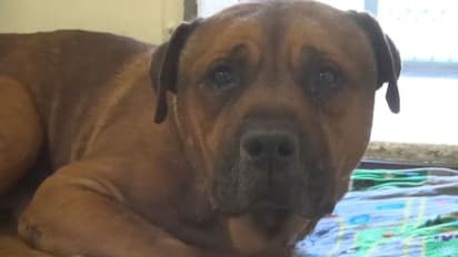 വിതുമ്പിക്കരയുന്ന നായ; വര്ഷങ്ങള്ക്ക് ശേഷം വീണ്ടും വൈറലാകുന്ന വീഡിയോ