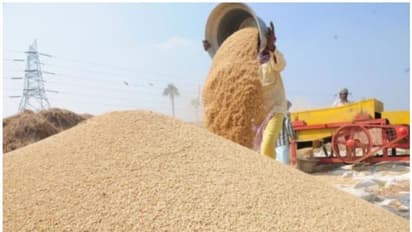 ‘ಭತ್ತದ ಬೆಳೆ ಈಗ ಹೆಚ್ಚು ಲಾಭದಾಯ’