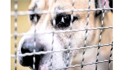 আবার এনআরএস কাণ্ডের ছায়া, বিষ খাইয়ে মারা হল ১২ টি কুকুরকে