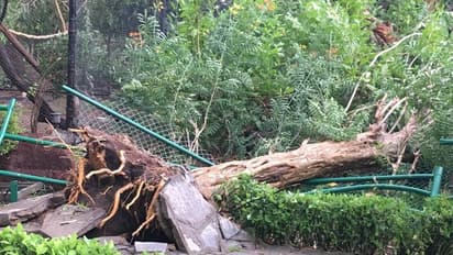 ఢిల్లీలో వర్షభీభత్సం... ముగ్గురు పిల్లలతో సహా తల్లి మృతి