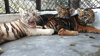 வண்டலுார் உயிரியல் பூங்காவில் மாணவர்களுக்கு சம்மர் கேம்ப் திட்டம்