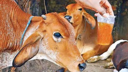 20 പവന് സ്വര്ണമാല പശുവിഴുങ്ങി; പിന്നെ സംഭവിച്ചത്.!