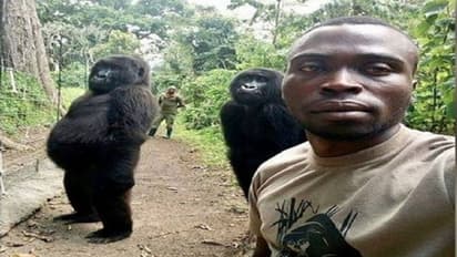 ಜೀವ ವಿಕಾಸಕ್ಕೆ ಸಾಕ್ಷಿ ಬೇಕೆ?: ಮನುಷ್ಯರಂತೆ ಎದ್ದು ನಿಂತ ಗೊರಿಲ್ಲಾ!